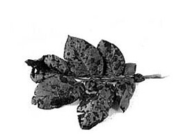 Leaves showing black spots