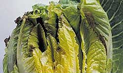 Figure 1: Internal tipburn of cos lettuce Cos lettuce hearts with darkened and wilting tips