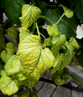 Chlorotic tomato leaves