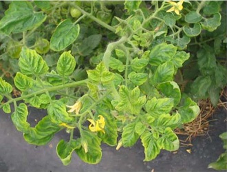 Tomato plant with small, deformed and yellowing leaves