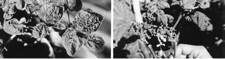 Foliage effects on bean plants caused by TYLCV