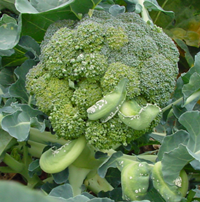 White blister on broccoli head