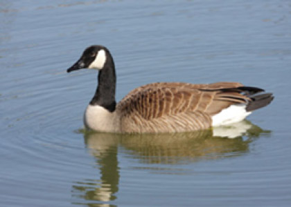 Canada geese on the water