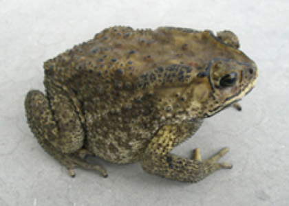 Asian black-spined toad with black knobbled skin markings