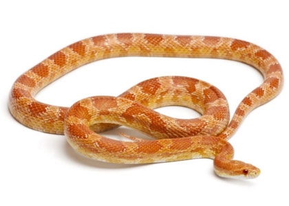 Eastern corn snake with orange brown markings