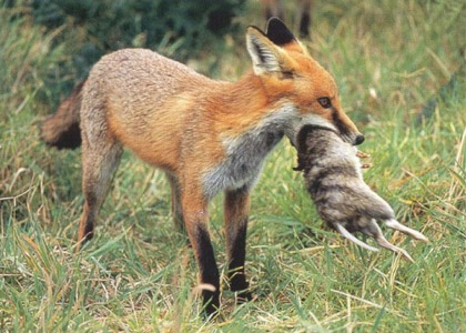 Red fox in a field with native wildlife in it's mouth