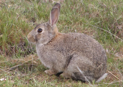 Rabbit in a field
