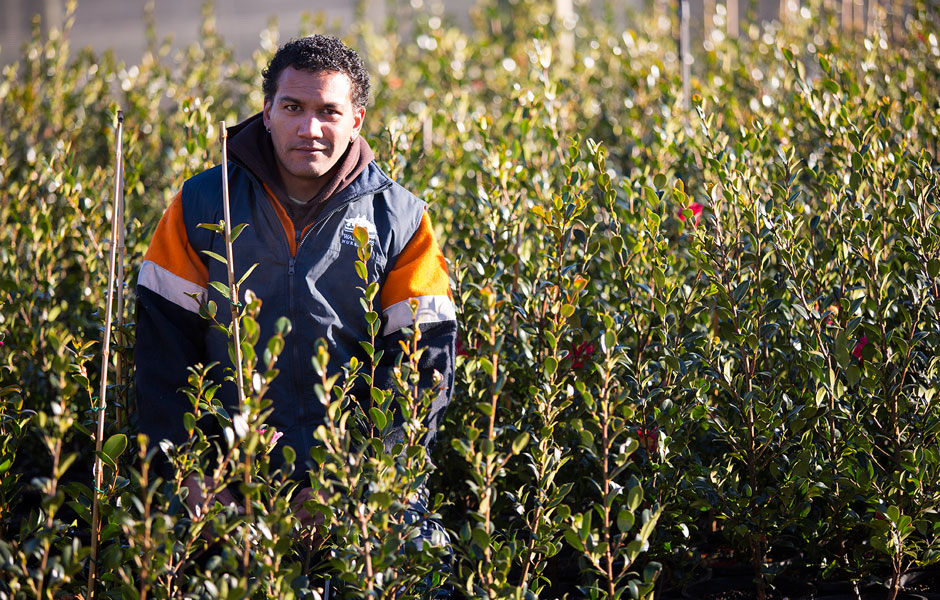 A Warner's Nursery worker standing in a greenhouse of potted plants.