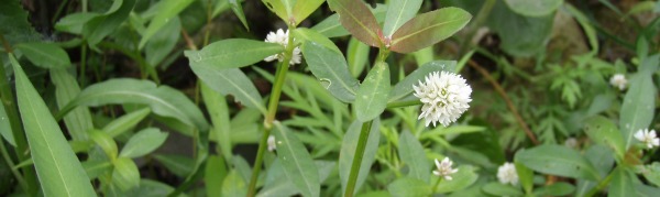 Alligator weed