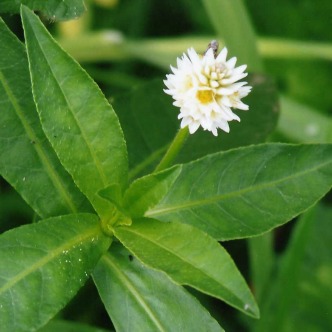 White ball-shaped flower