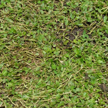 Thick mat of alligator weed covering the ground 