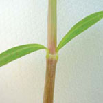 Two leaves growing on opposite sides of a joint in the stem