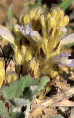 Branched broomrape