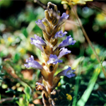 Branched broomrape with purple flowers
