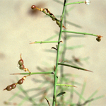Stems with spines and pods