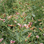Spiny shrub with pink flowers