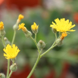 Cluster of yellow king devil hawkweed flowers with square-ended petals