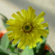 Large single yellow flower of mouse-ear hawkweed