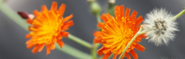 Orange hawkweed