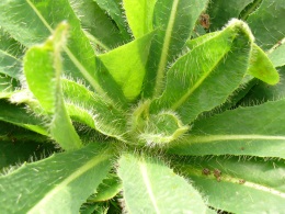  Hawkweed rosette of hairy leaves