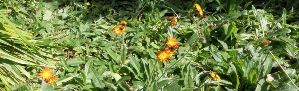 Dense mat of orange hawkweed covering the ground