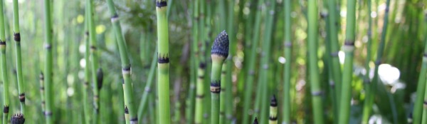 Horsetail