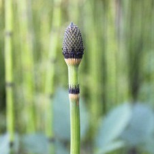 Horsetail stem showing dark cone at the tip and reduced black leaves wrapped around it