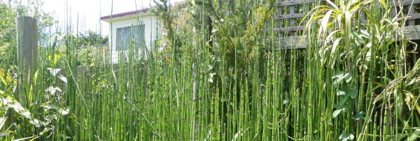 Tall infestation of horsetails