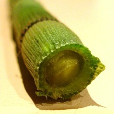 Close up of a cut open stem showing a hollow centre and small grooves that run up the length of the stem
