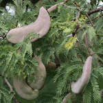 Giraffe thorn seed pods are smooth and fully enclosed