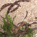 Karoo thorn seed pods splitting open