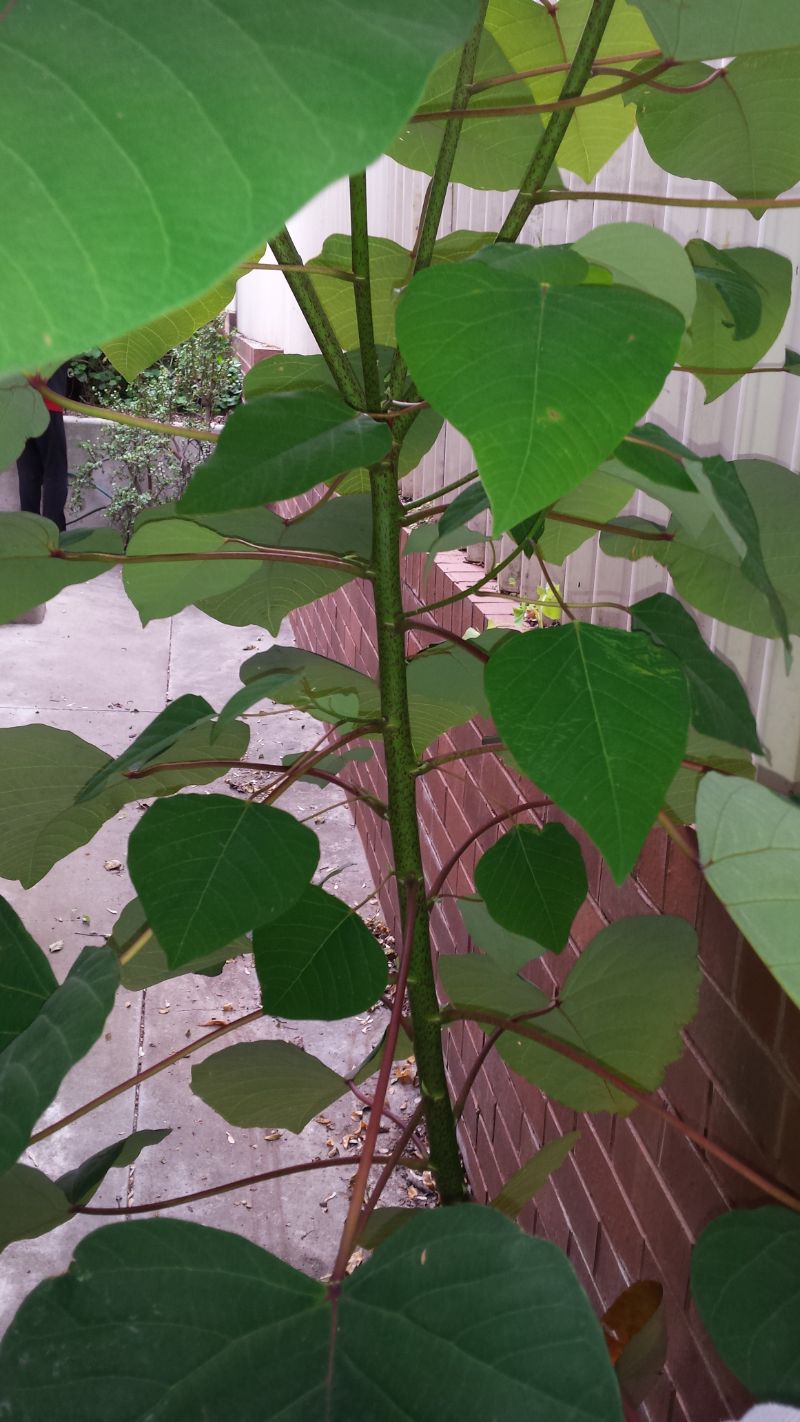 Bleeding heart weed with red brick wall in background