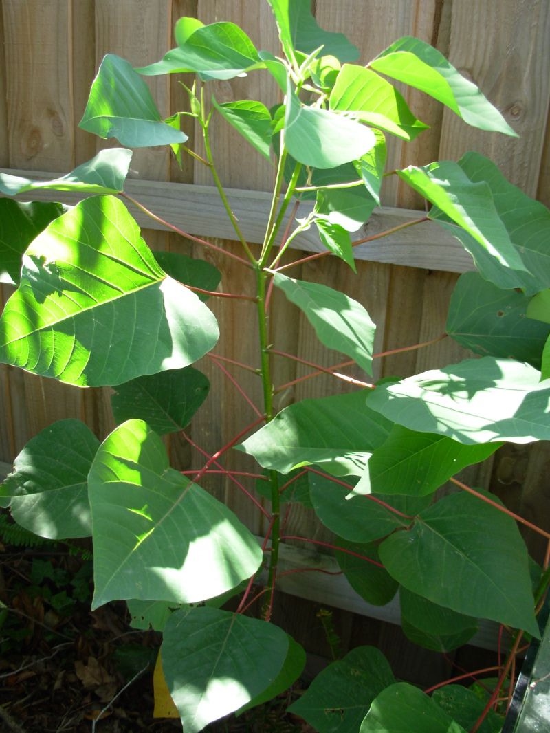 Bleeding heart weed with wood fence in background