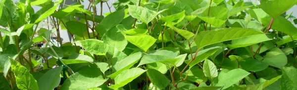 Leaves of knotweed