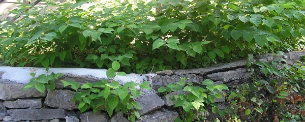 Knotweed enveloping a stone wall