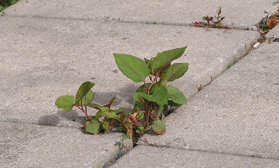 Knotweed penetrating through concrete paving