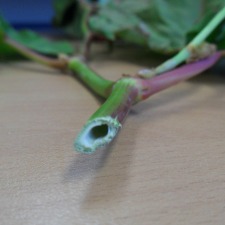  Knotweed stem cut open to show a hollow centre