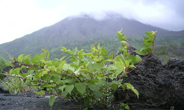 Knotweed growing over volcanic rock