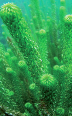 Lagarosiphon under water