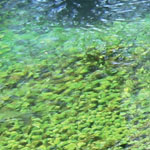 A mat of lagarosiphon under slow-moving water