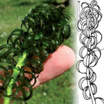 Lagarosiphon has stiff, dark green leaves that spiral around the stem