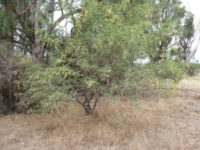 Fully grown mesquite