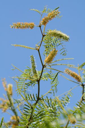 Mesquite branch