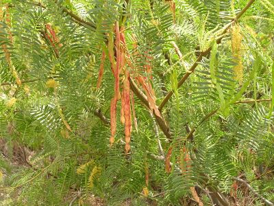 Mesquite pods