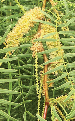 Flowers and leaves of mesquite