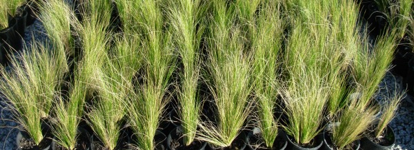 Mexican feather grass plants growing in pots
