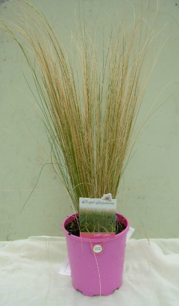 Mexican feather grass in a growing pot mislabelled and displayed for sale