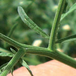 Stems of parthenium weed