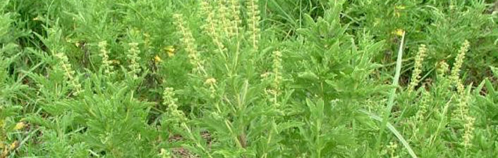 Large area of perennial ragweed growing wild