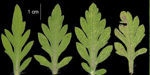 Grey-green lobed leaves